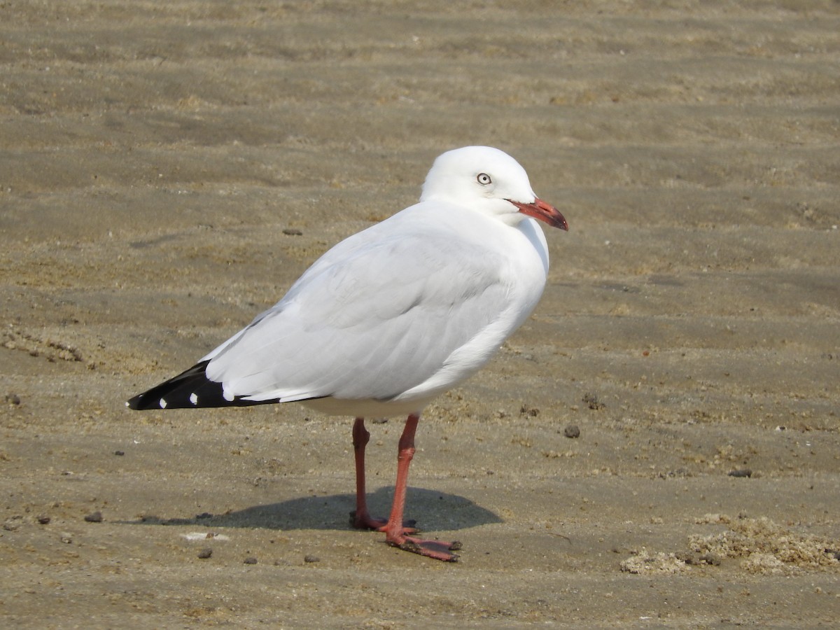 Silver Gull - ML246606191
