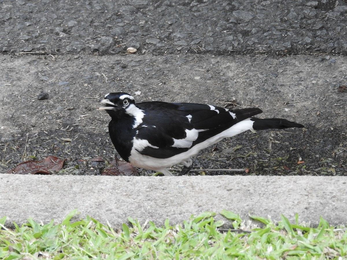 Magpie-lark - ML246606441