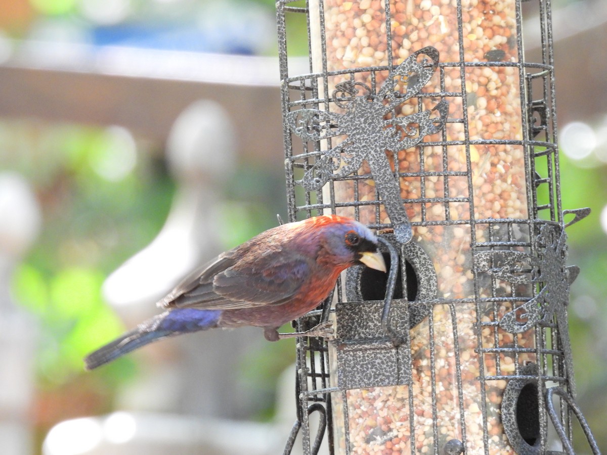 Varied Bunting - Jim Tonkinson