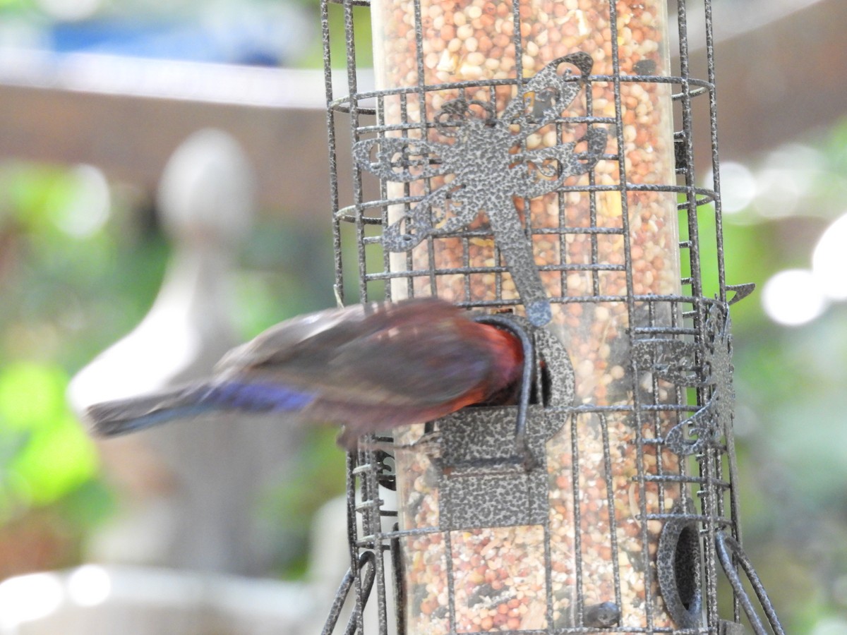 Varied Bunting - Jim Tonkinson