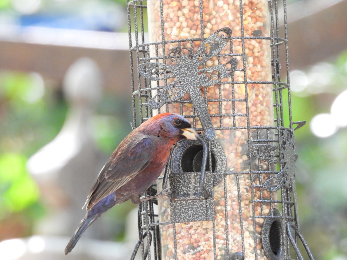 Varied Bunting - ML246607211