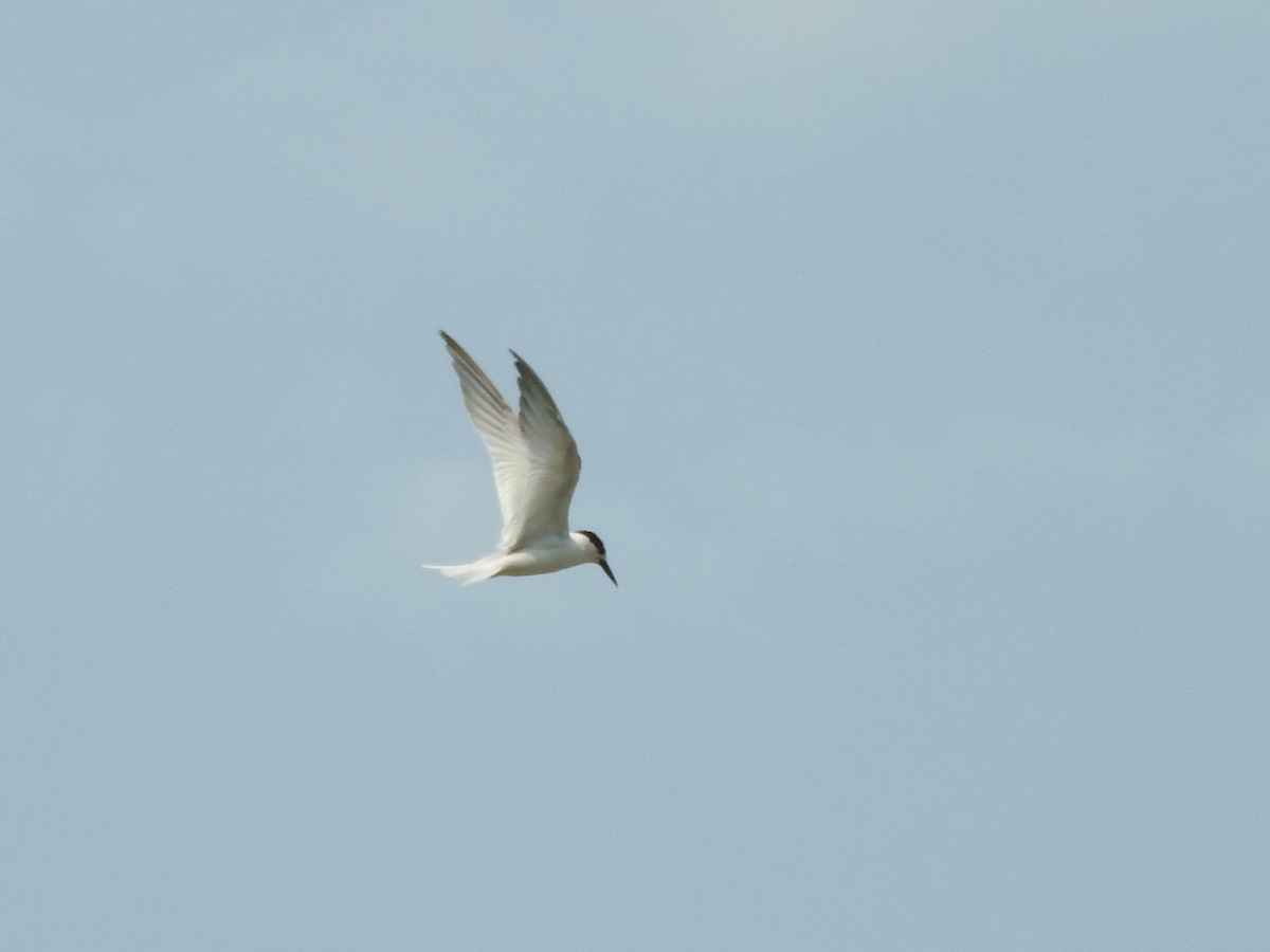Little Tern - ML246607801