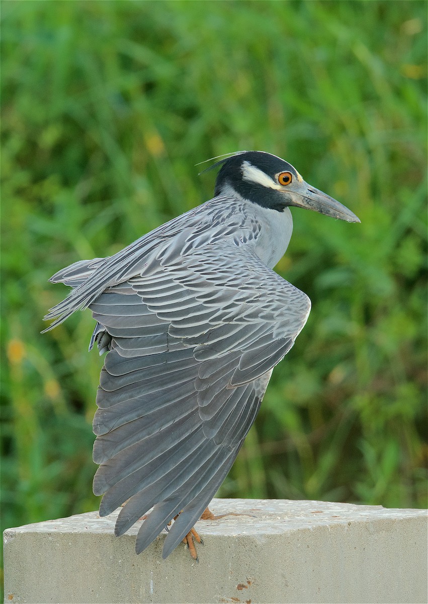 Yellow-crowned Night Heron - Harlan Stewart