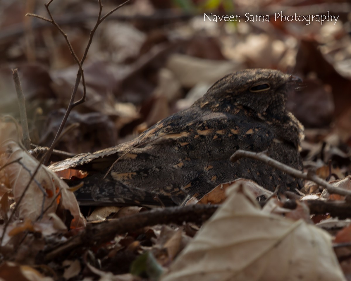 Engoulevent affin - ML246609311