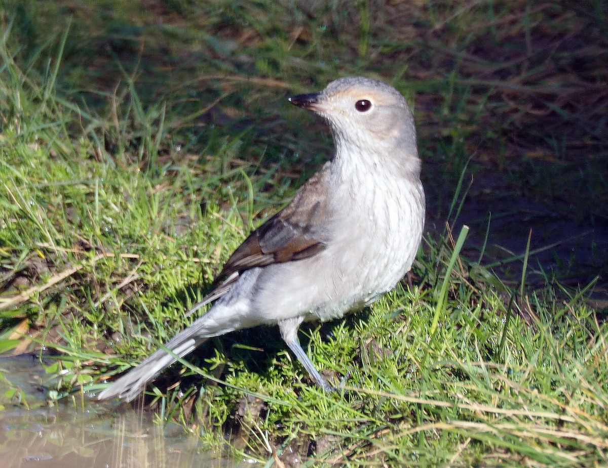 Gray Shrikethrush - ML246610241