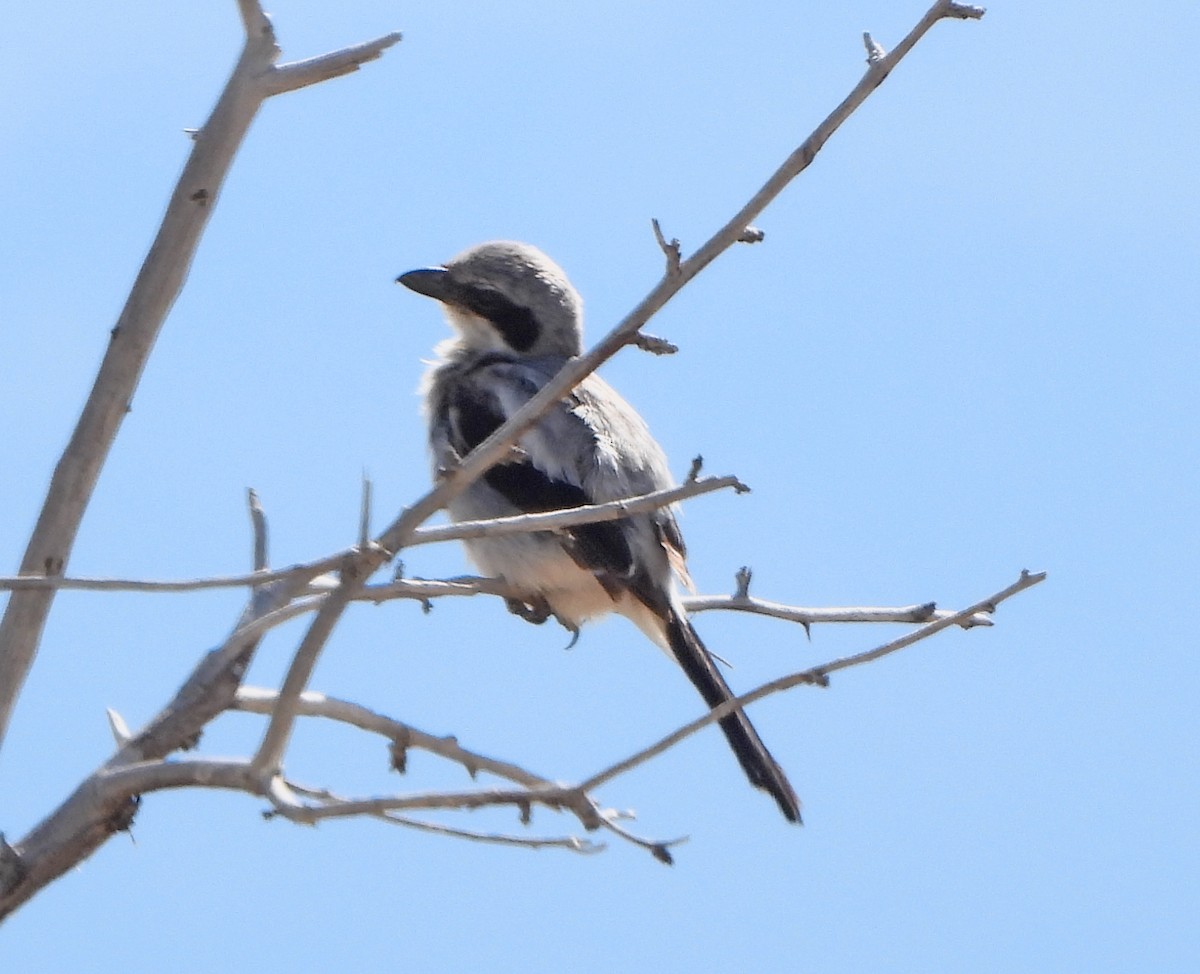 Loggerhead Shrike - ML246612371