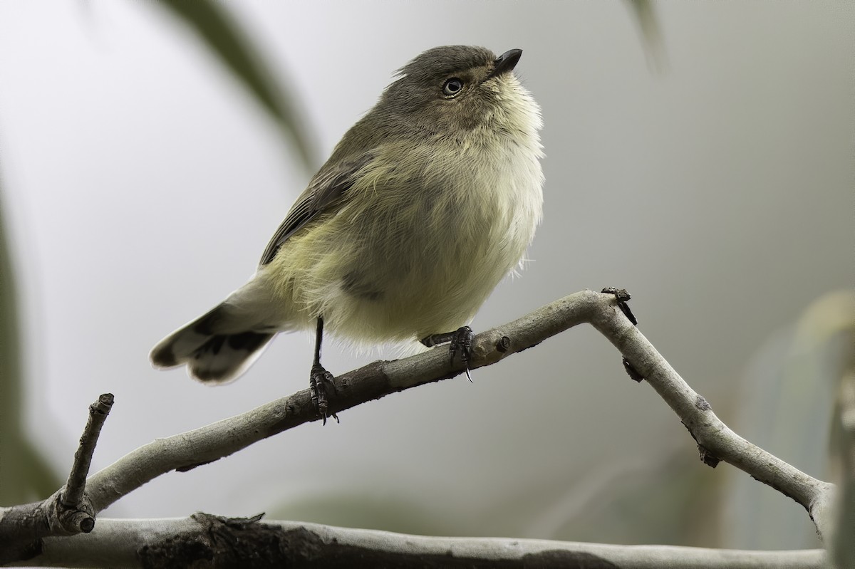 Weebill - ML246614211