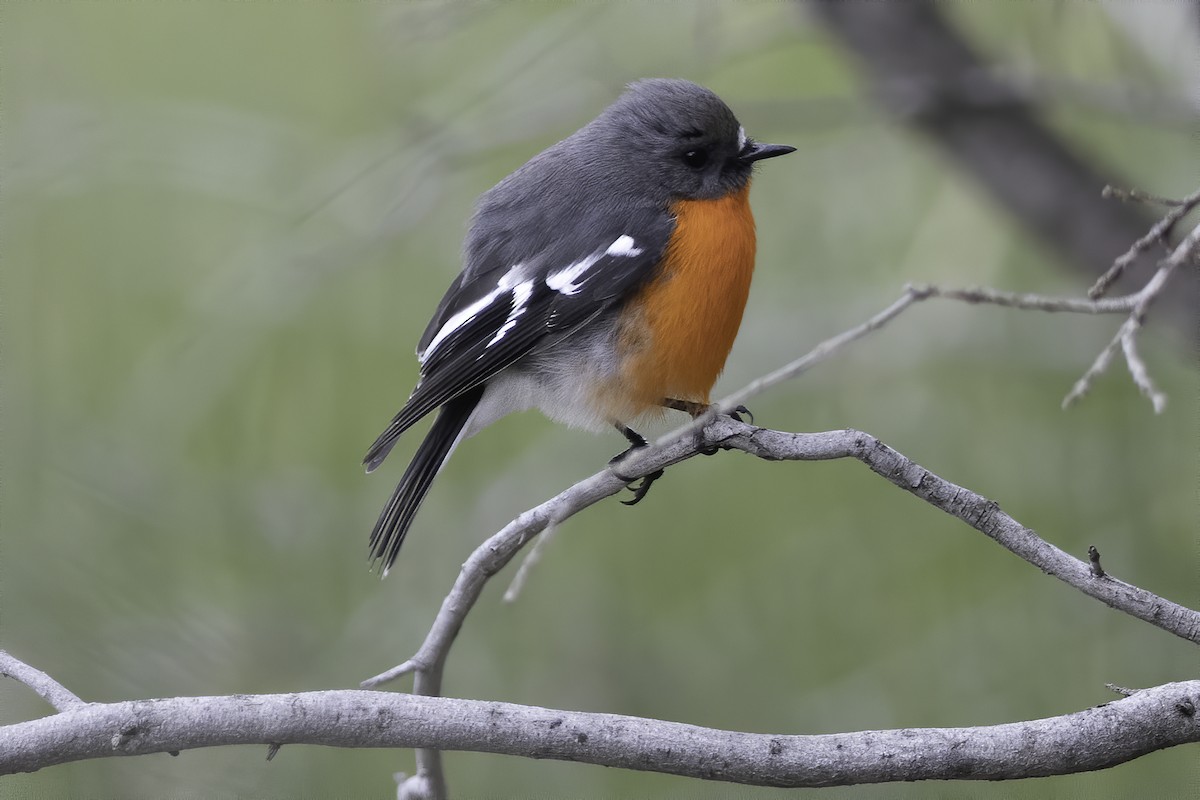 Flame Robin - James King