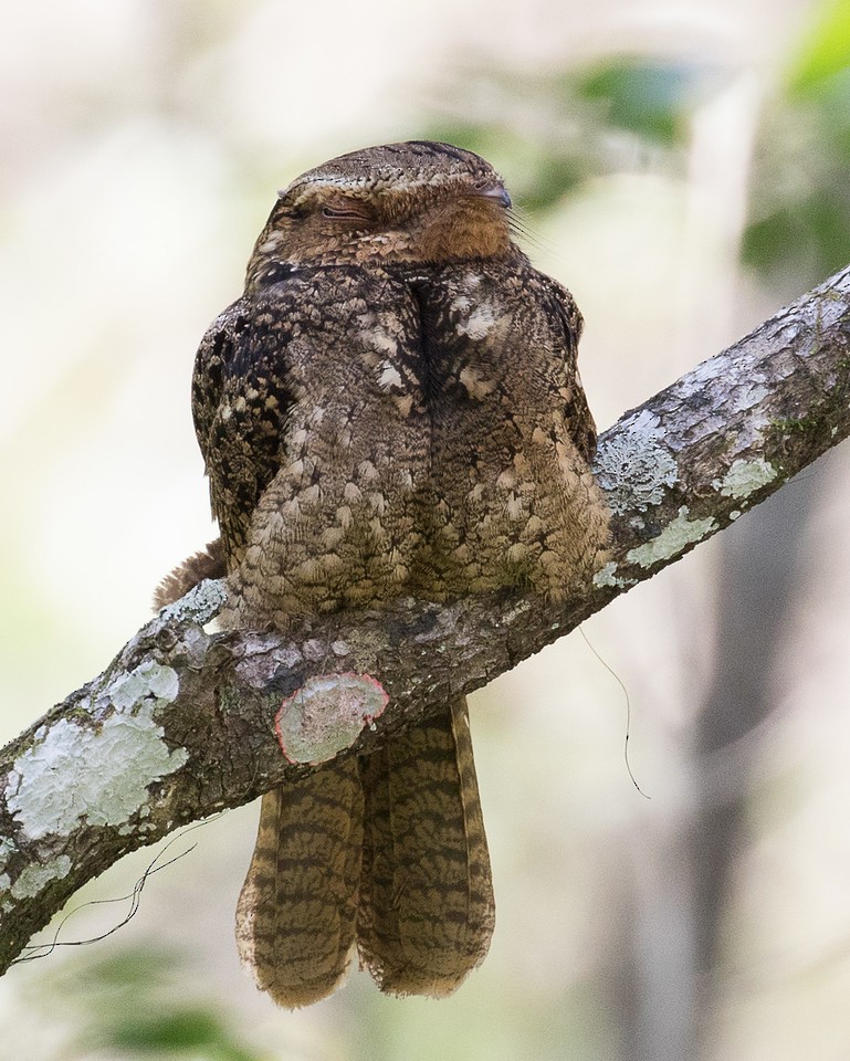 Chuck-will's-widow - Jim and Melba Funk