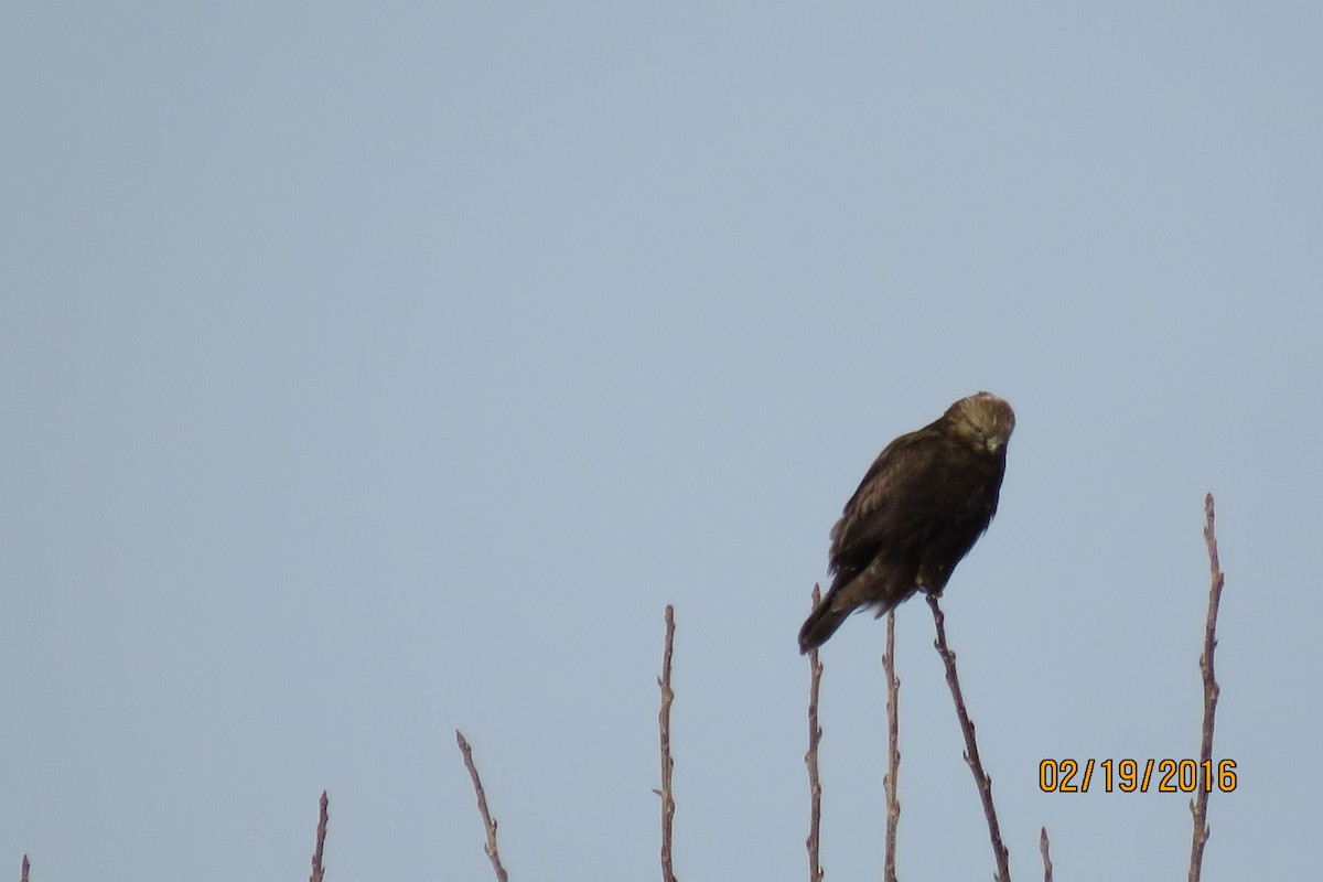 Rough-legged Hawk - ML24661701