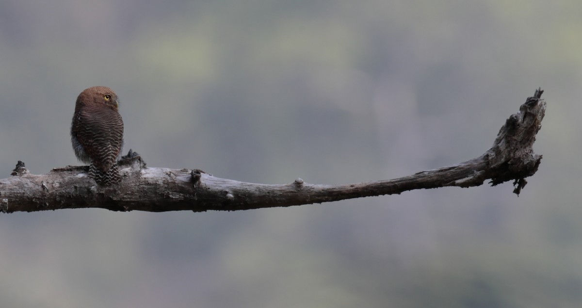 Jungle Owlet - Amit Bandekar