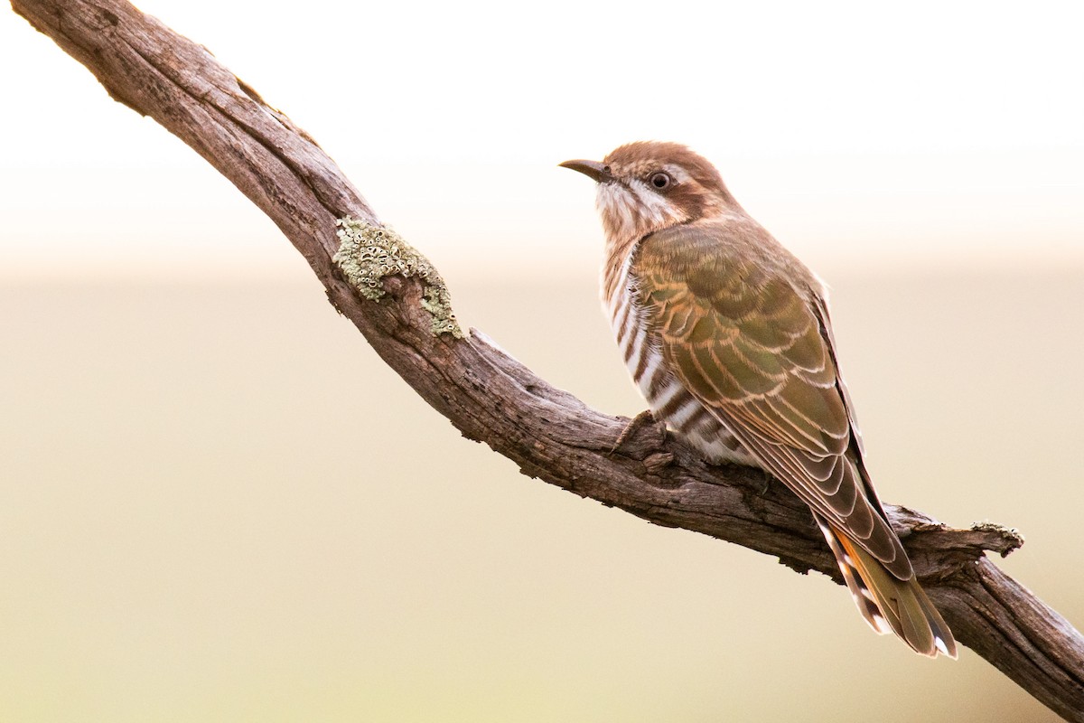 Horsfield's Bronze-Cuckoo - ML246618201