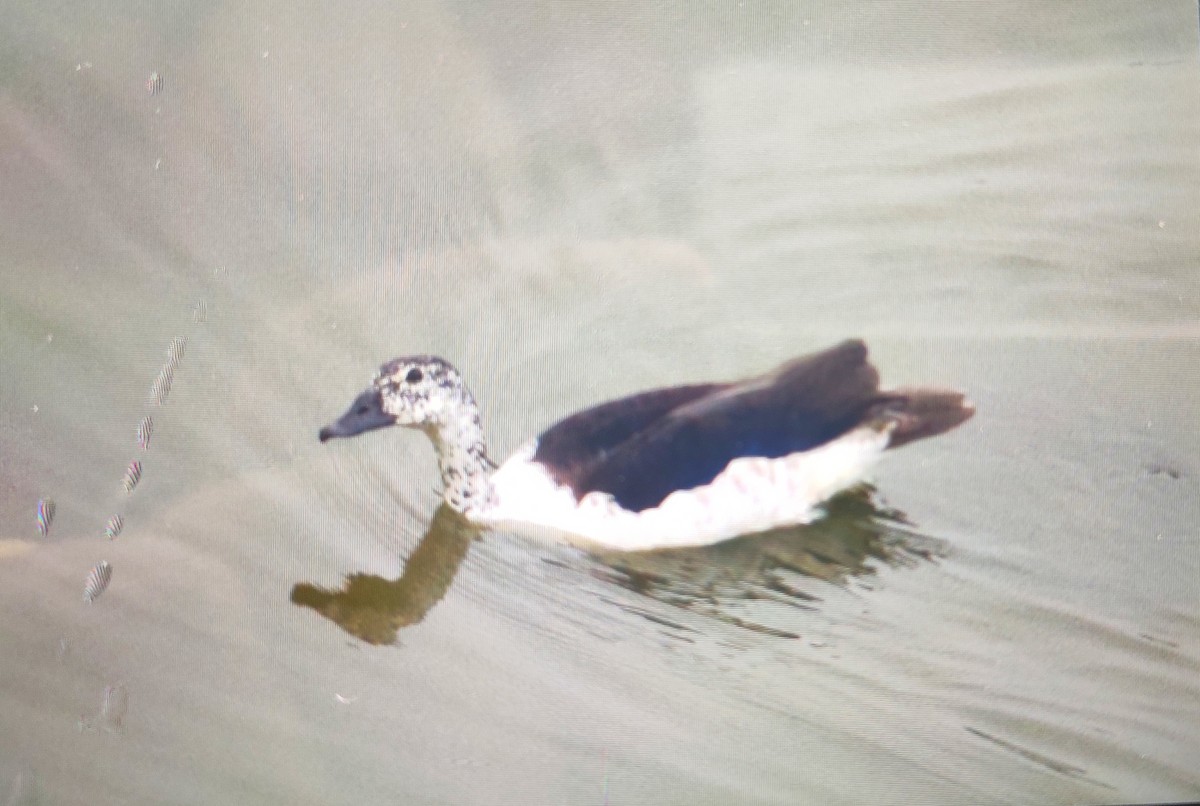 Knob-billed Duck - ML246618461