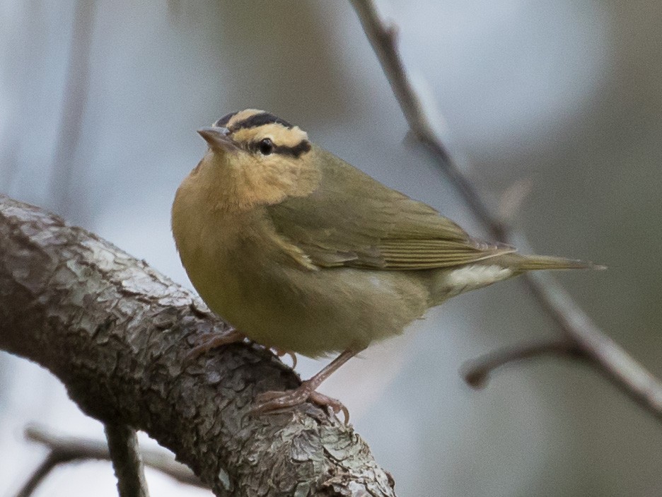Worm-eating Warbler - ML24661861