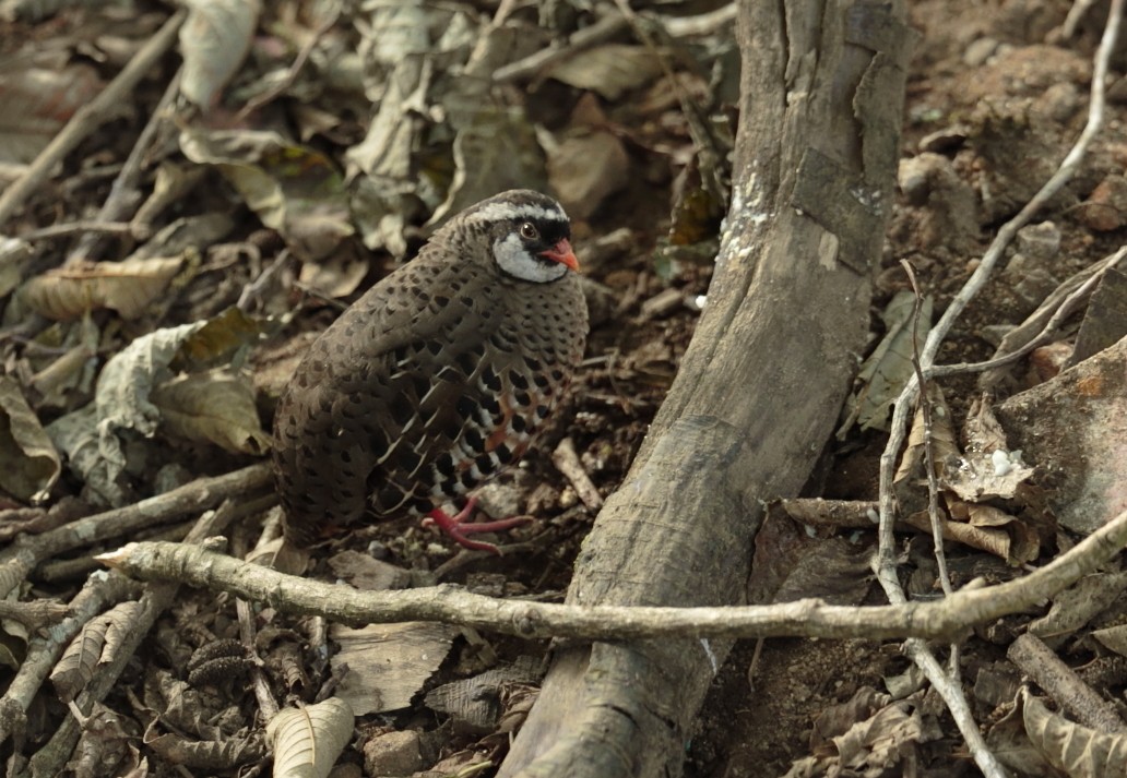 Painted Bush-Quail - ML246618751