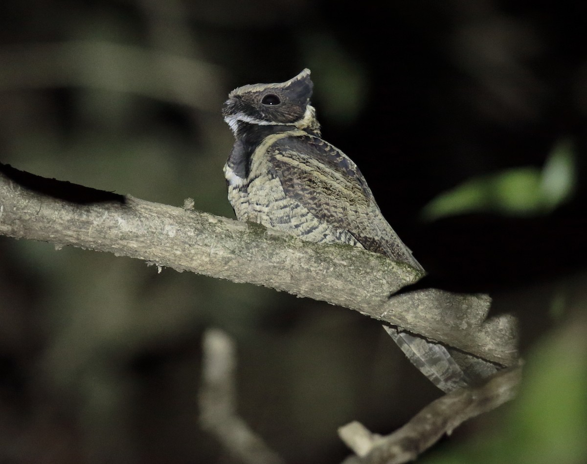 Great Eared-Nightjar - Amit Bandekar