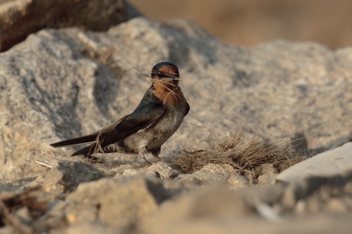 Hill Swallow - Amit Bandekar