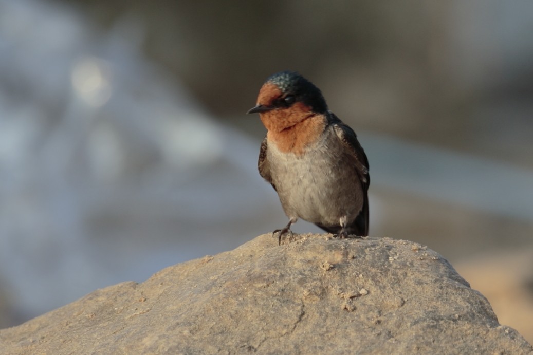 Hill Swallow - Amit Bandekar