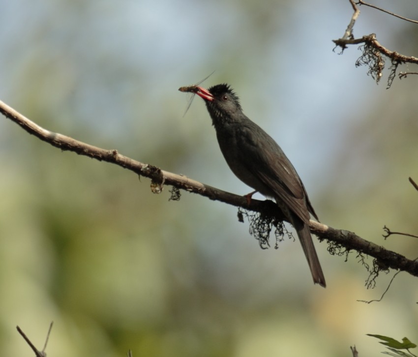 Square-tailed Bulbul - ML246619321