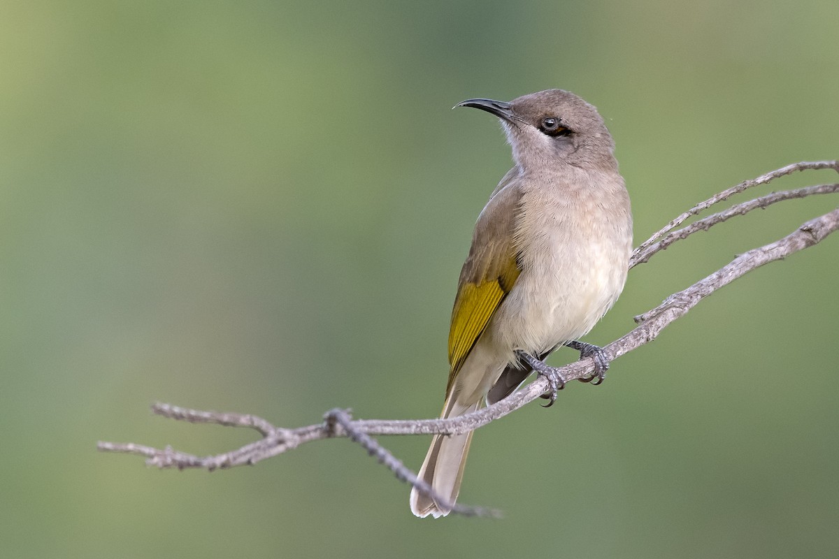 Brown Honeyeater - ML246619361
