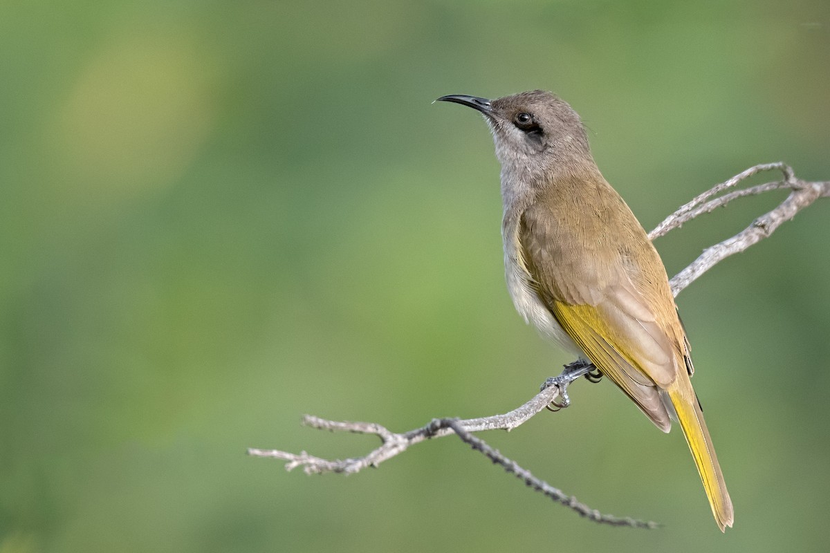 Brown Honeyeater - ML246619401