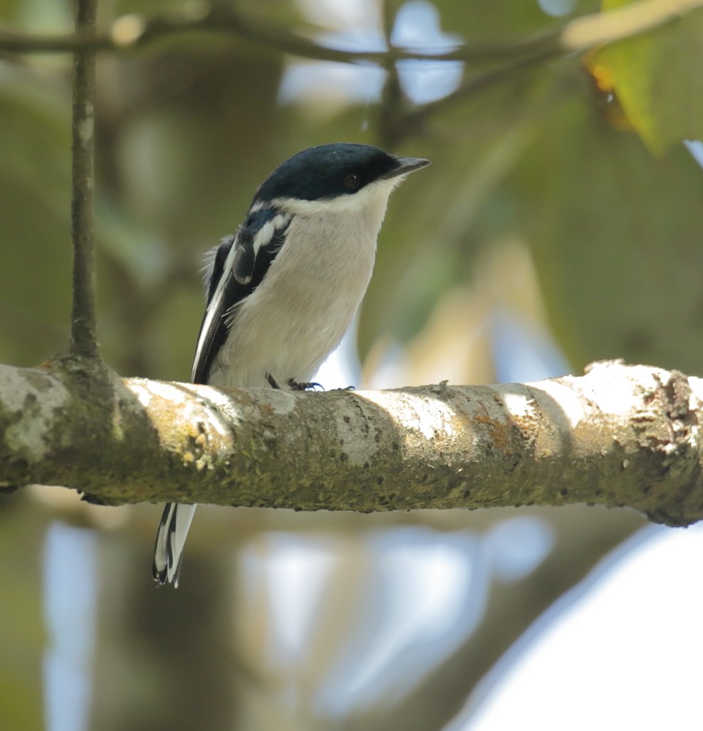 Bar-winged Flycatcher-shrike - ML246619461