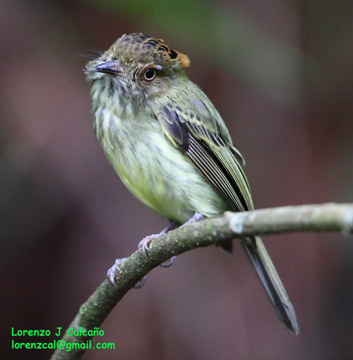 Scale-crested Pygmy-Tyrant - Lorenzo Calcaño