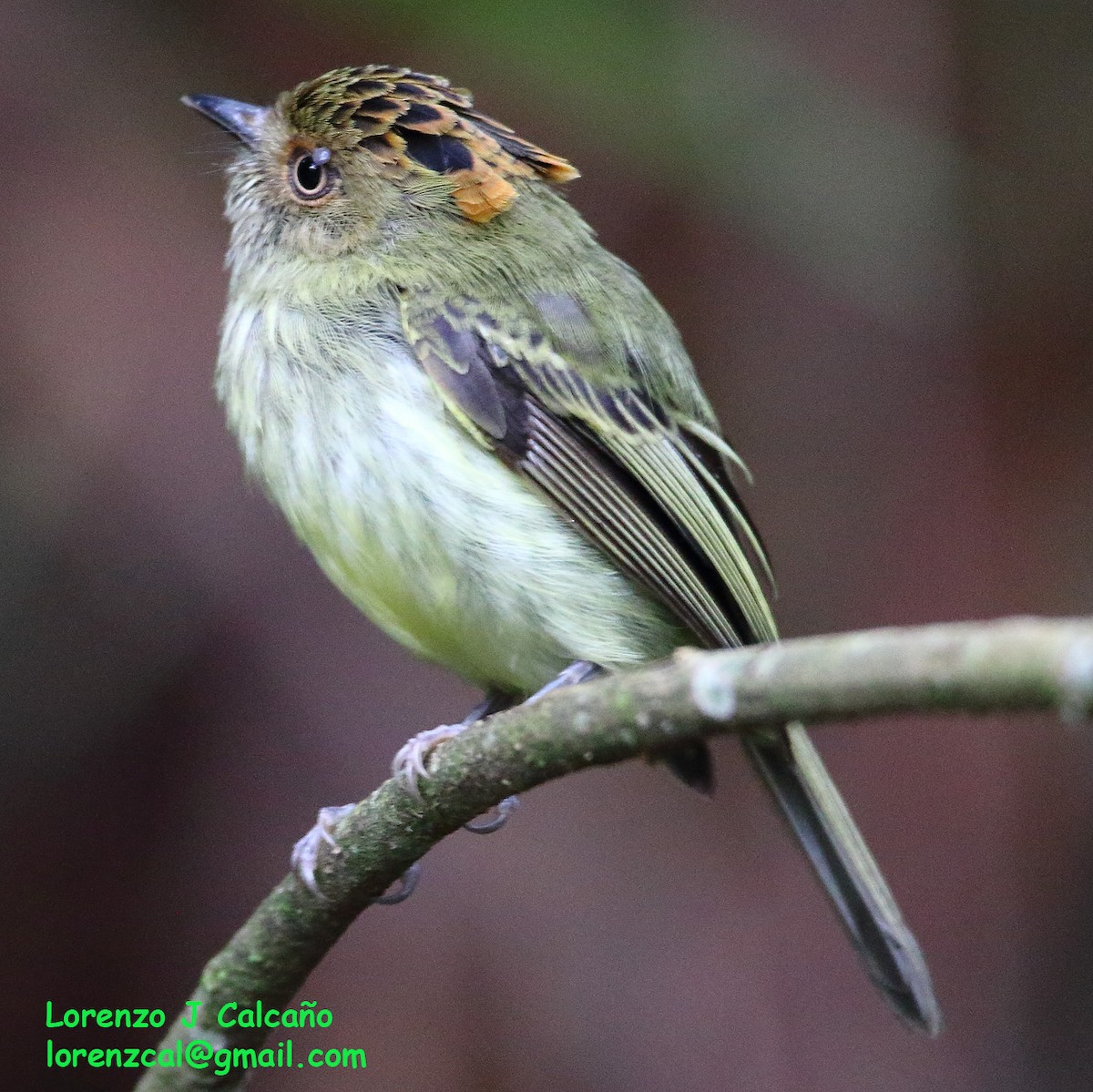 Scale-crested Pygmy-Tyrant - Lorenzo Calcaño