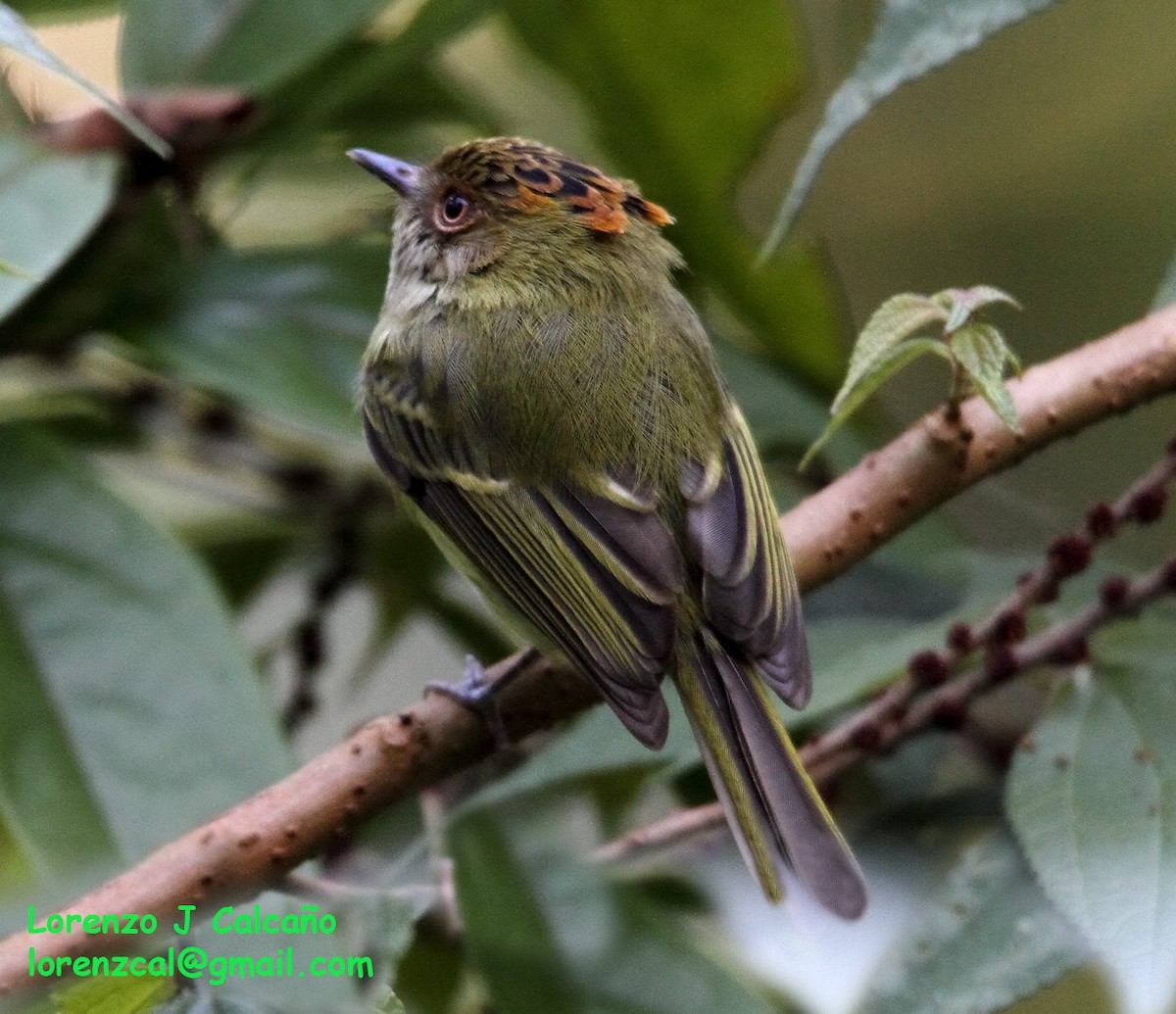 Scale-crested Pygmy-Tyrant - ML246619651