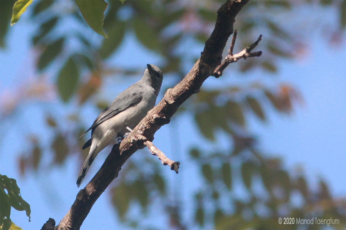 Black-winged Cuckooshrike - Manod Taengtum