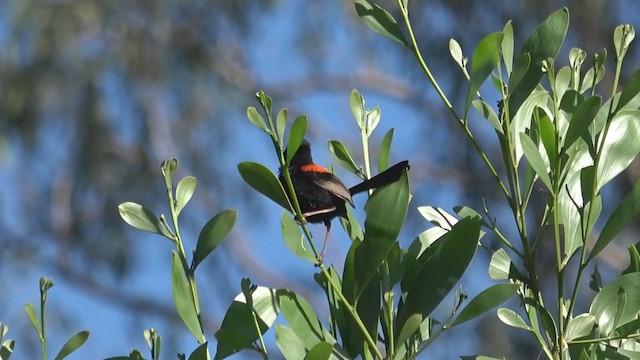 Red-backed Fairywren - ML246621061