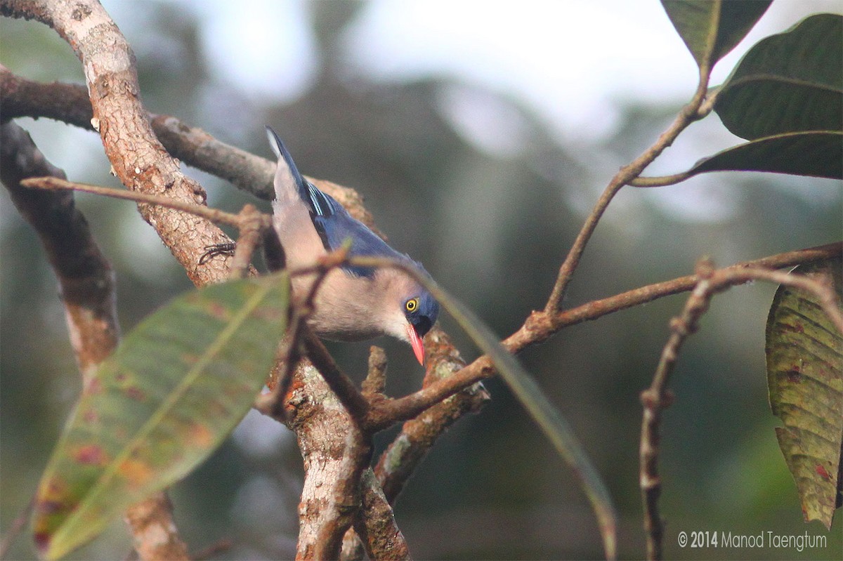 Velvet-fronted Nuthatch - Manod Taengtum