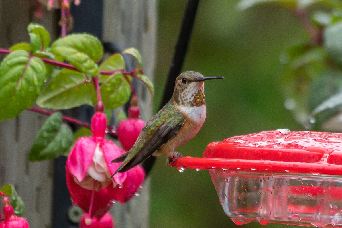 Rufous Hummingbird - ML246622591
