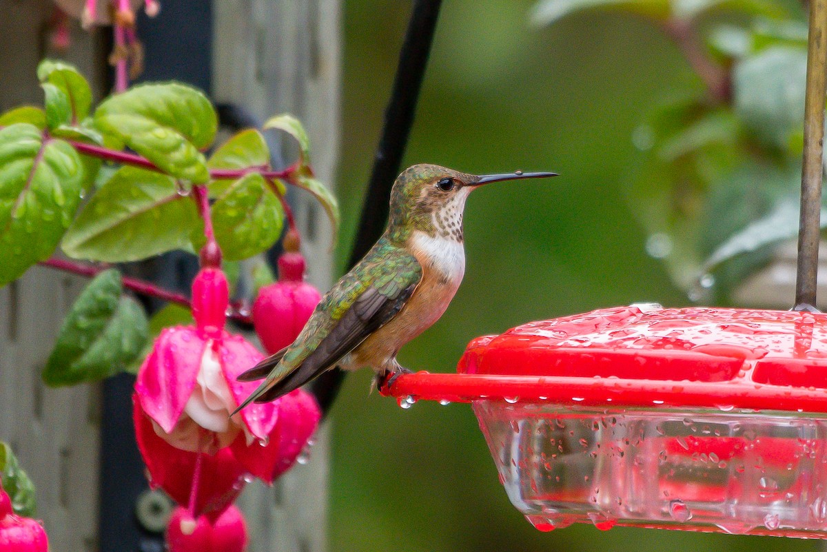 Rufous Hummingbird - ML246622621