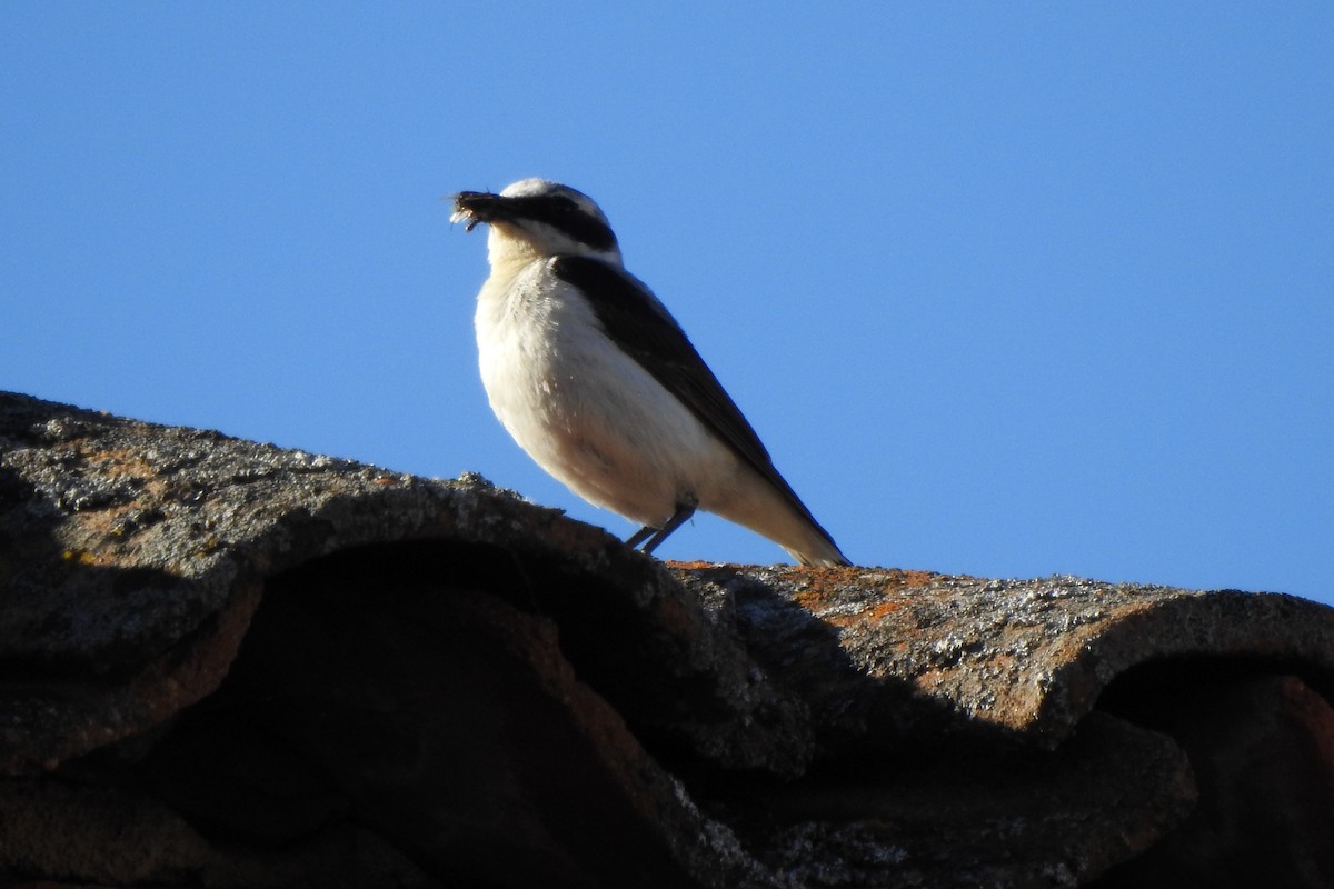 Northern Wheatear - ML246625311