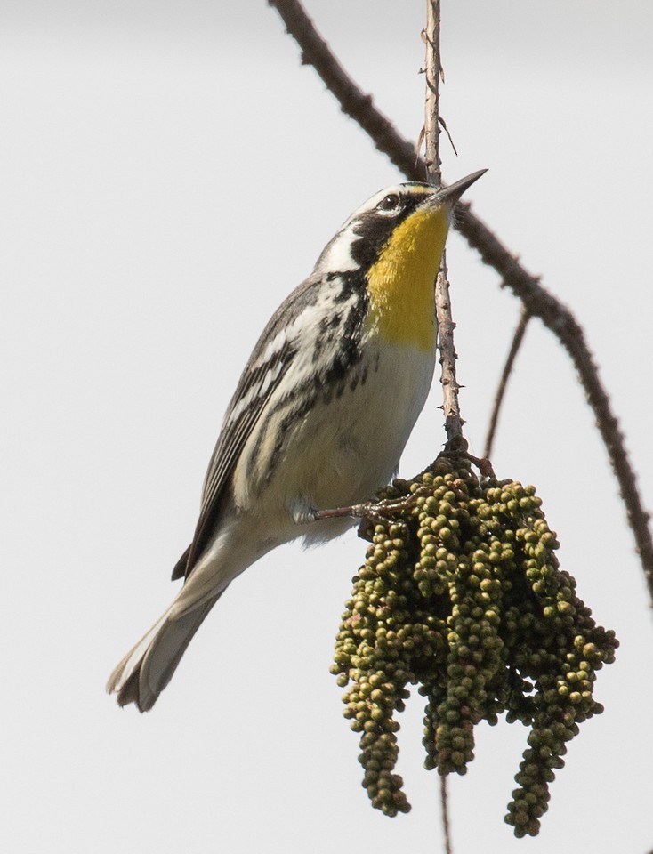 lesňáček zlatohrdlý - ML24662761