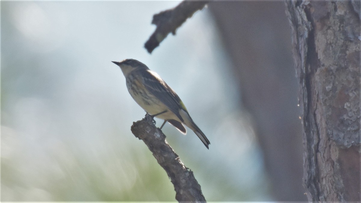 Пісняр-лісовик жовтогузий (підвид coronata) - ML246628231