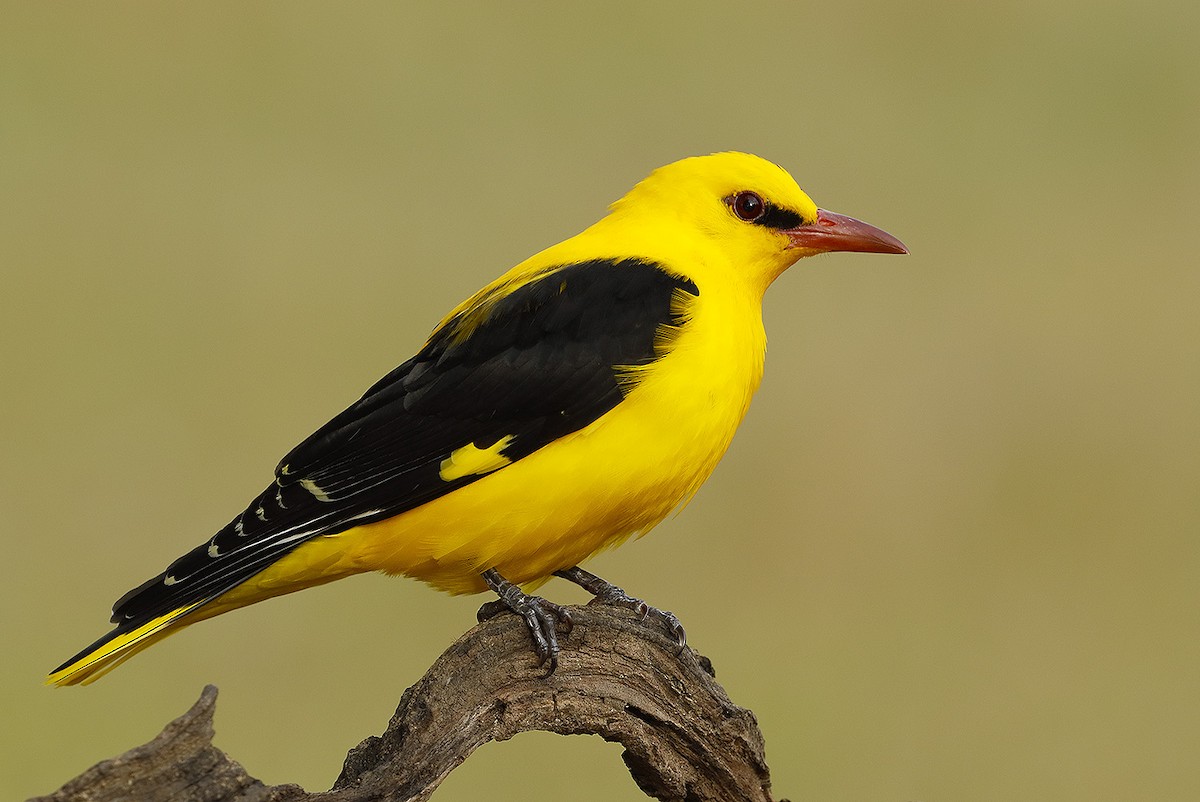 Eurasian Golden Oriole - ML246628451