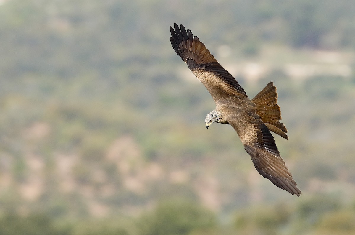 Black Kite - ML246628541