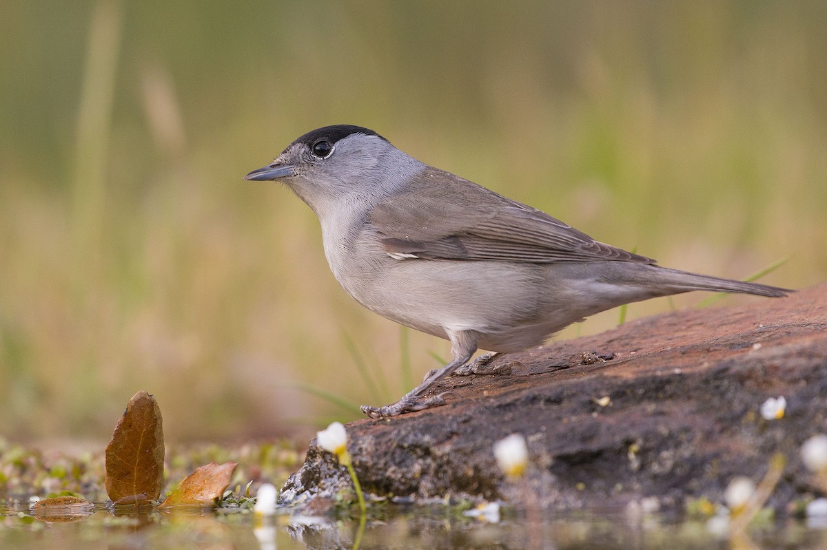 Eurasian Blackcap - ML246628571