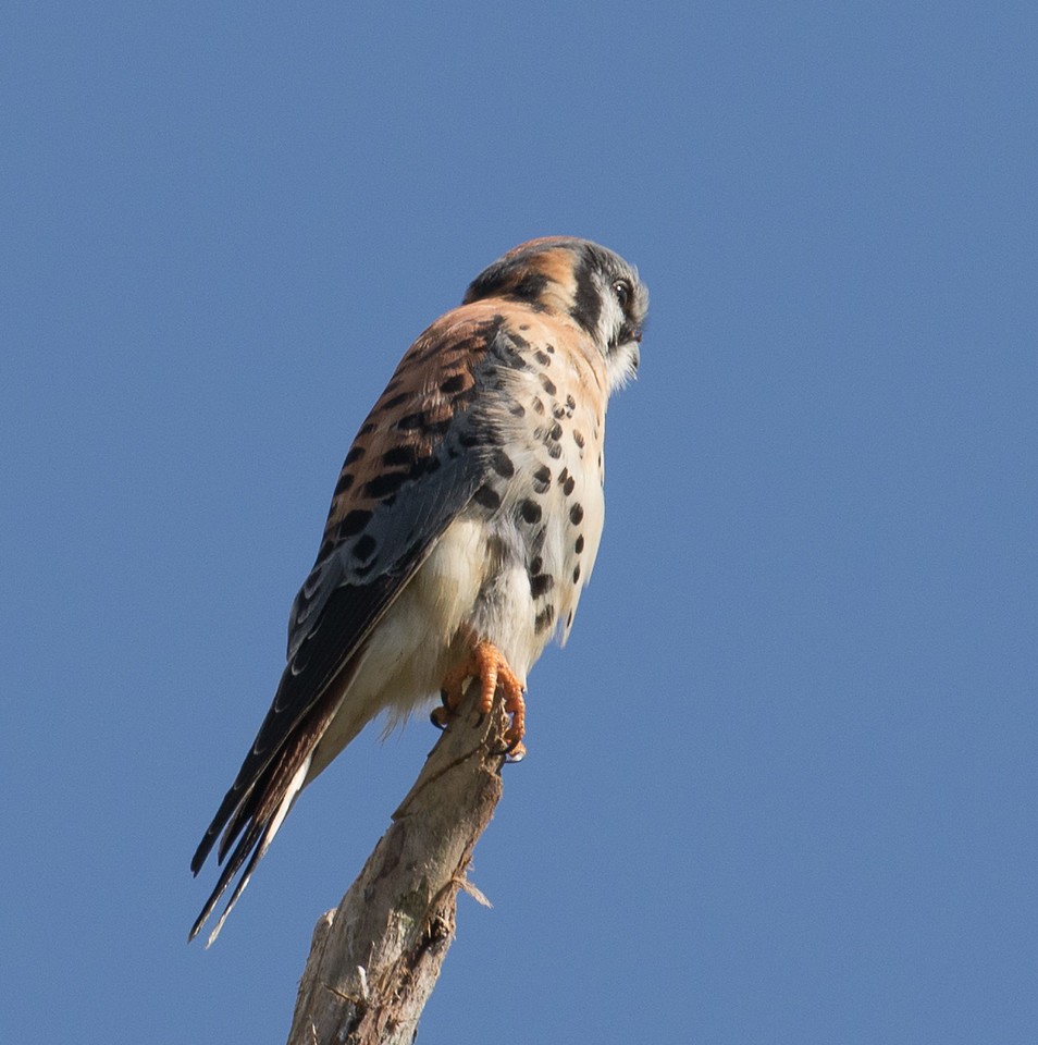 American Kestrel - ML24662861