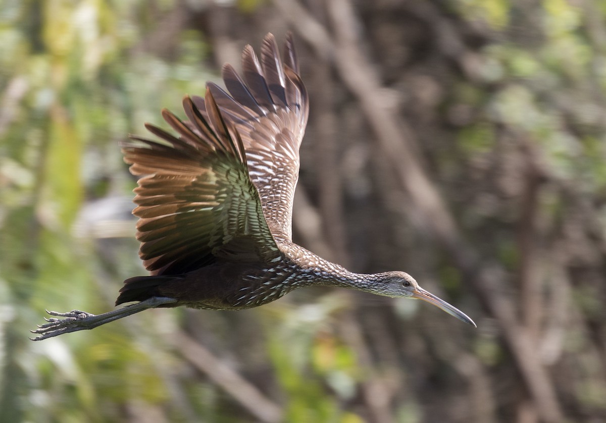 Limpkin - ML24662891