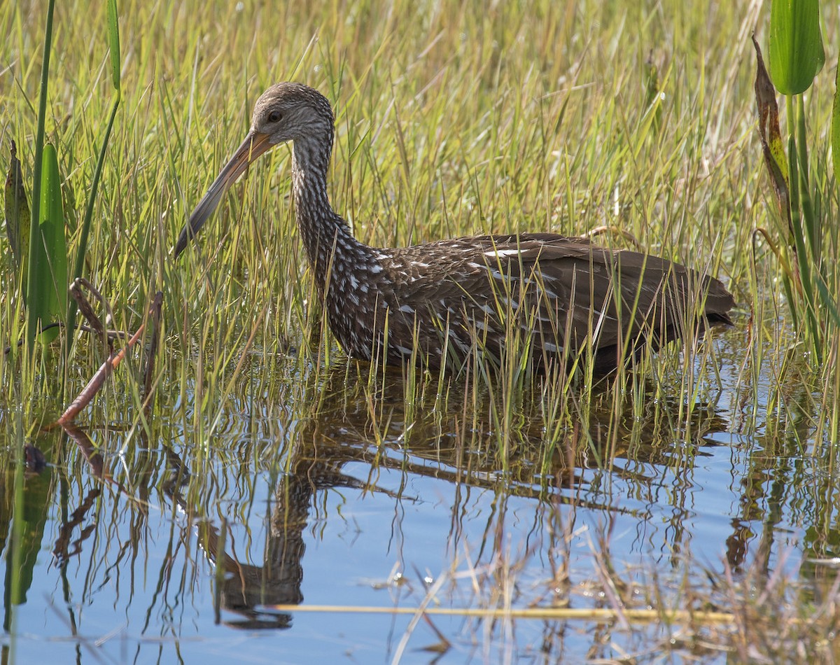 kurlan chřástalovitý - ML24662921