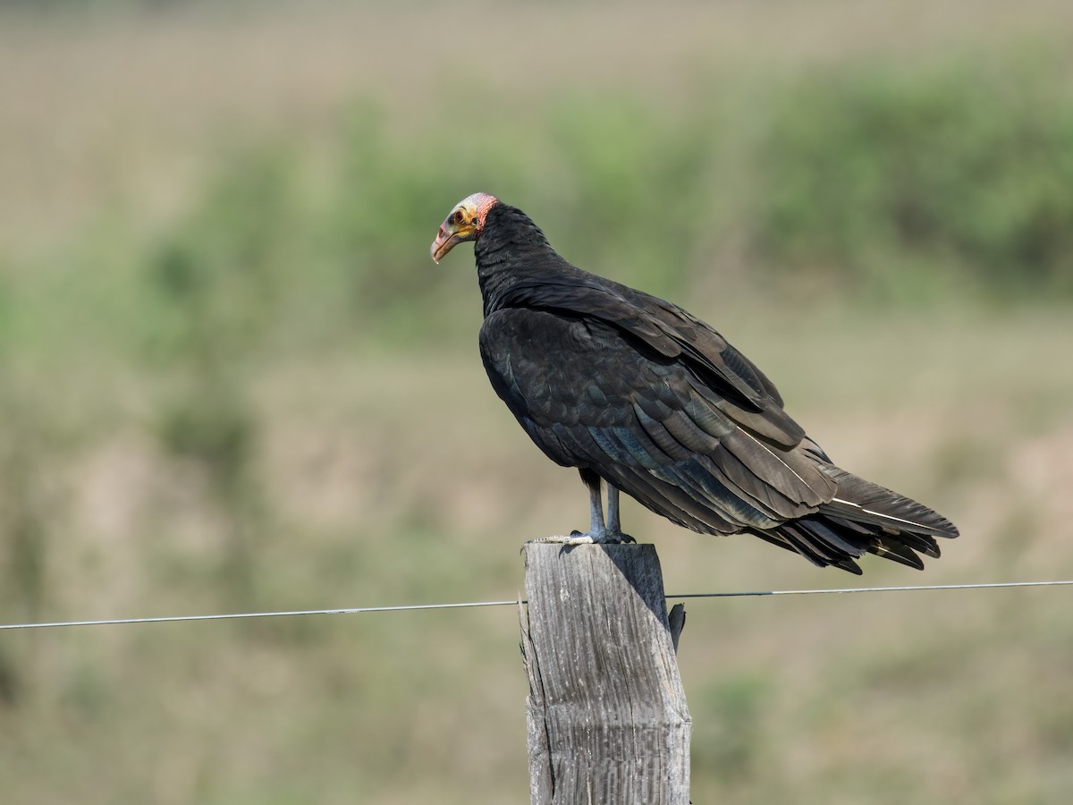 Lesser Yellow-headed Vulture - ML246629611