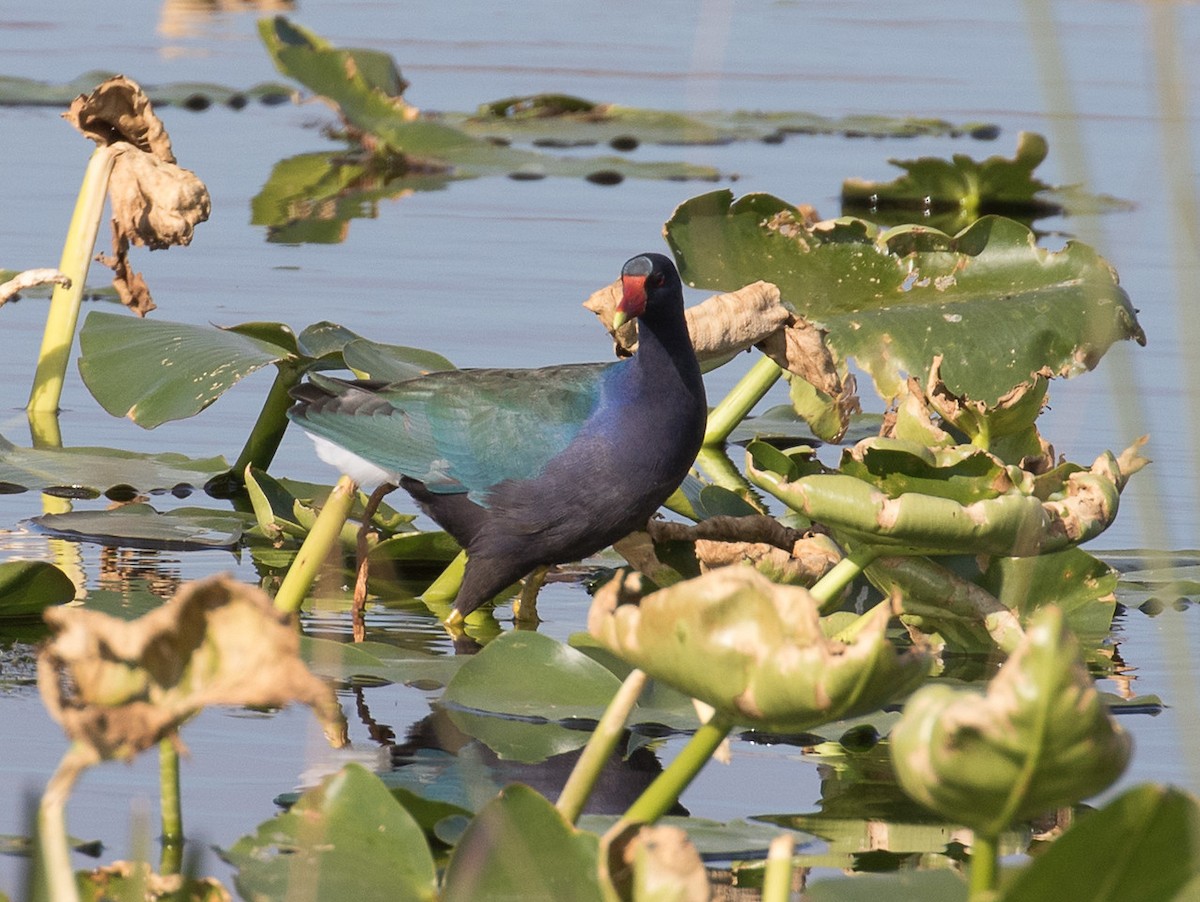 slípka žlutonohá - ML24663031