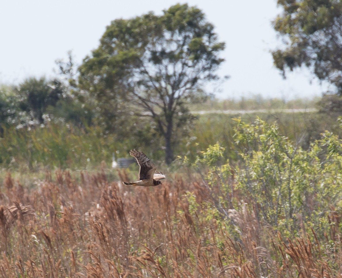 Northern Harrier - ML24663081