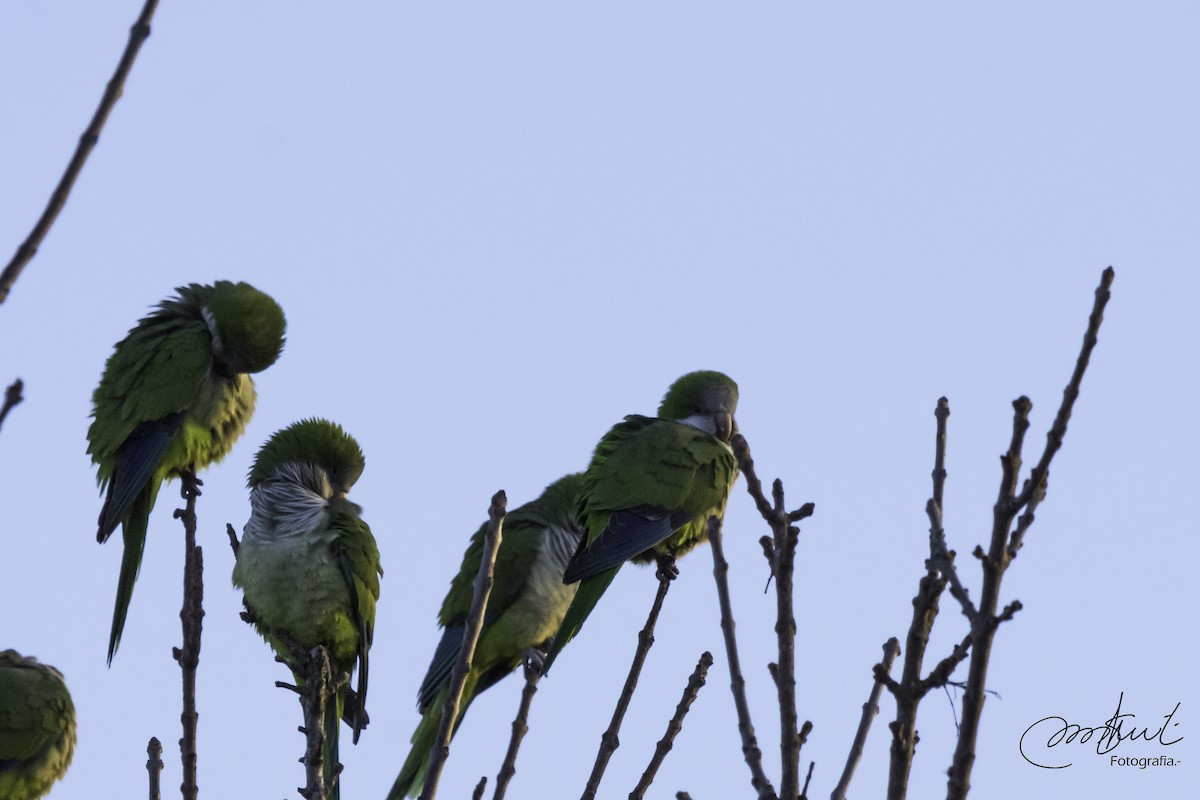 Monk Parakeet - mauro sponton