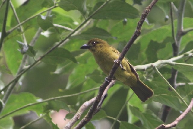 Yellow-lored Tanager - Jurgen Beckers