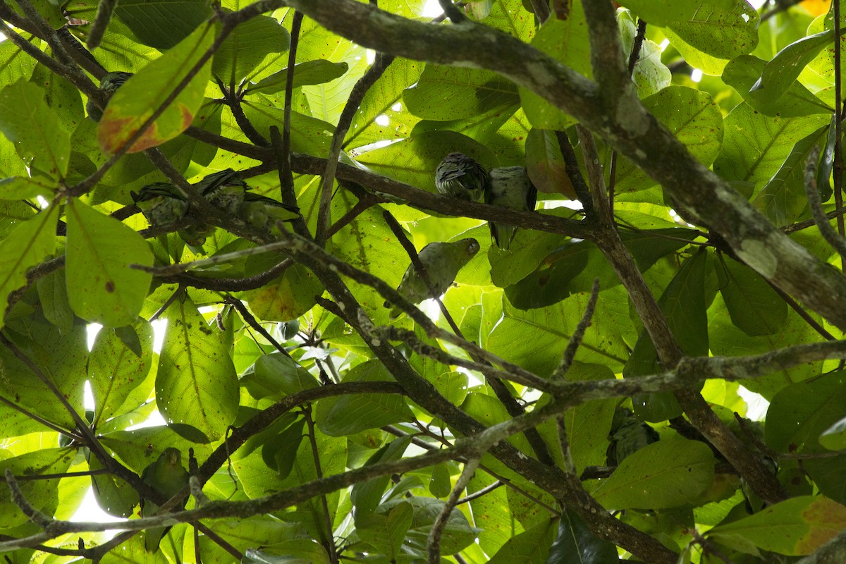 Kahverengi Sırtlı Papağan - ML246631501