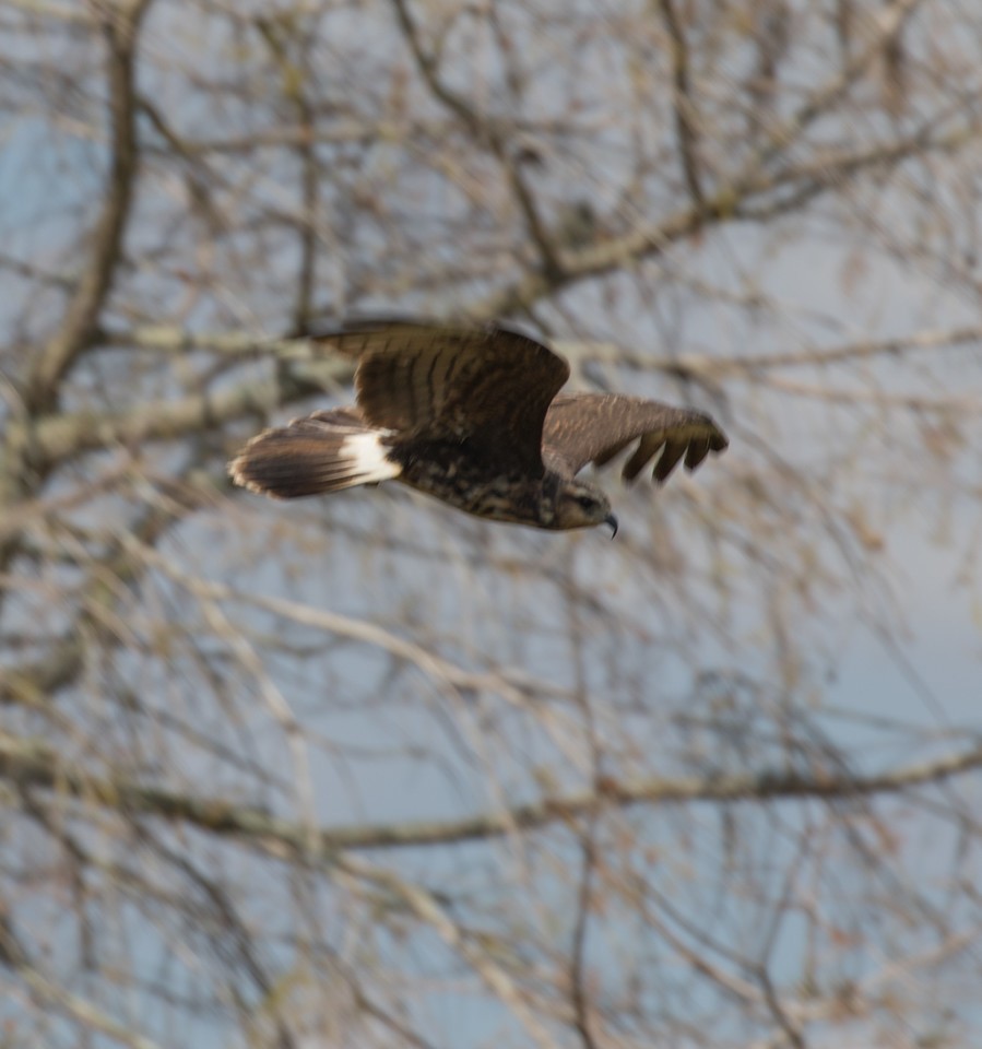 Snail Kite - ML24663211